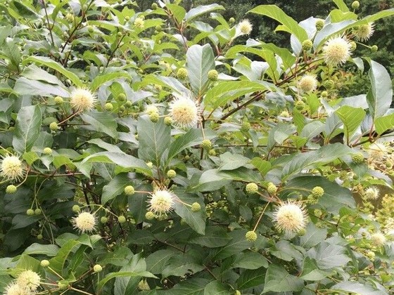 Common buttonbush