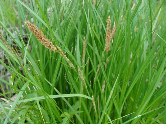 Upright sedge