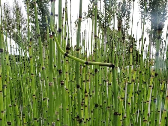 Scouringrush Horsetail