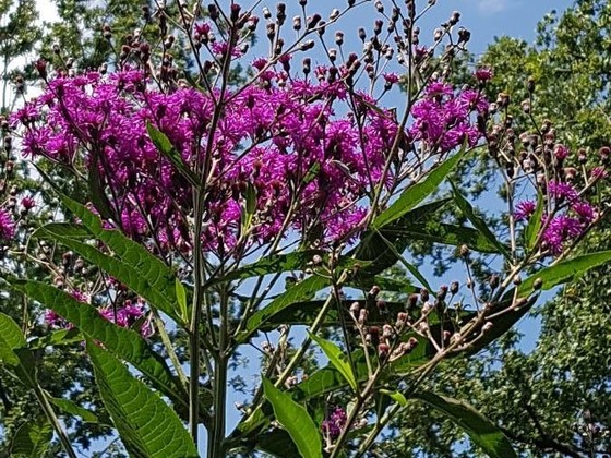 Giant ironweed