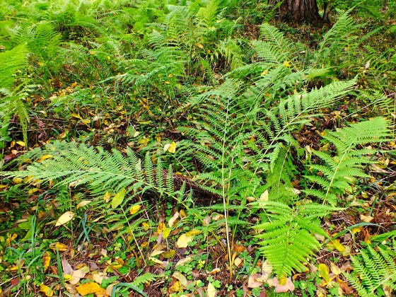 Common ladyfern