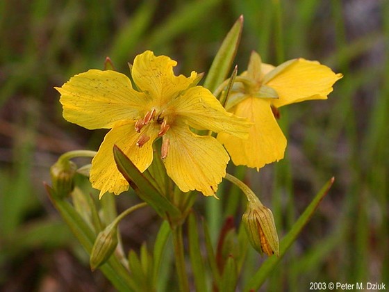 Lysimachia quadriflora