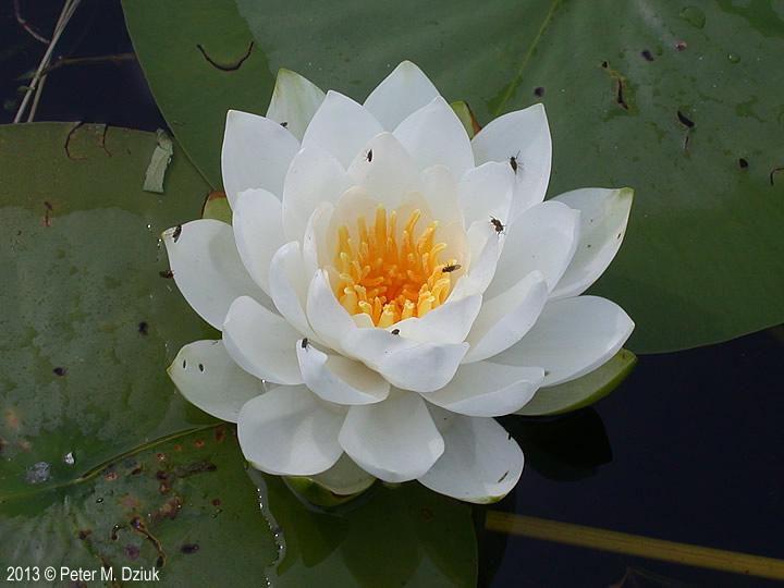 American White Waterlily