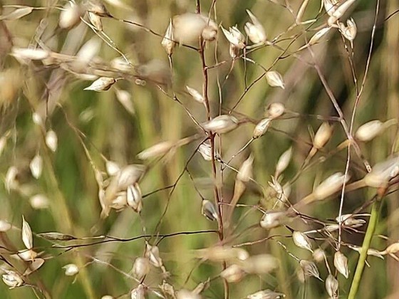 Prairie dropseed