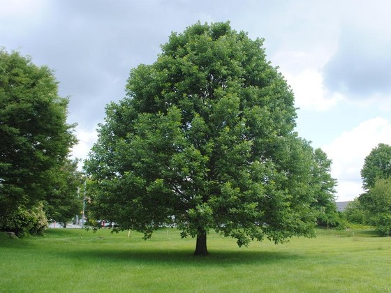 Swamp white oak