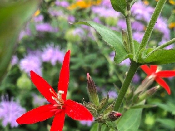 Royal catchfly