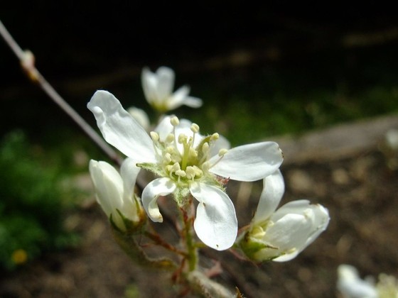 Allegheny serviceberry