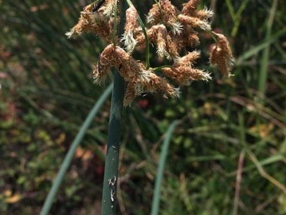 Schoenoplectus acutus