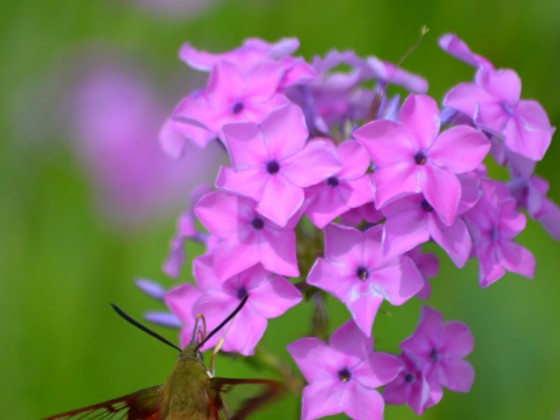 Phlox glaberrima interior