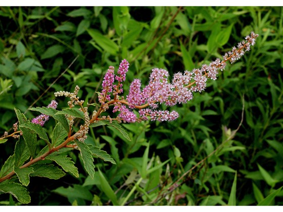 Spiraea tomentosa