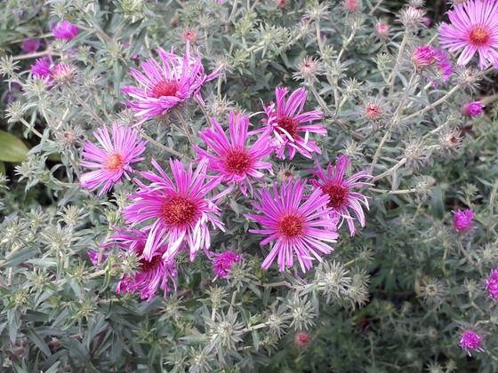 Michaelmas daisy