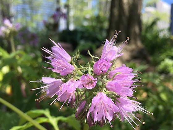 Hydrophyllum virginianum